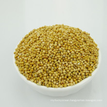 Chinese Yellow Broom Corn Millet bird feed yellow millet